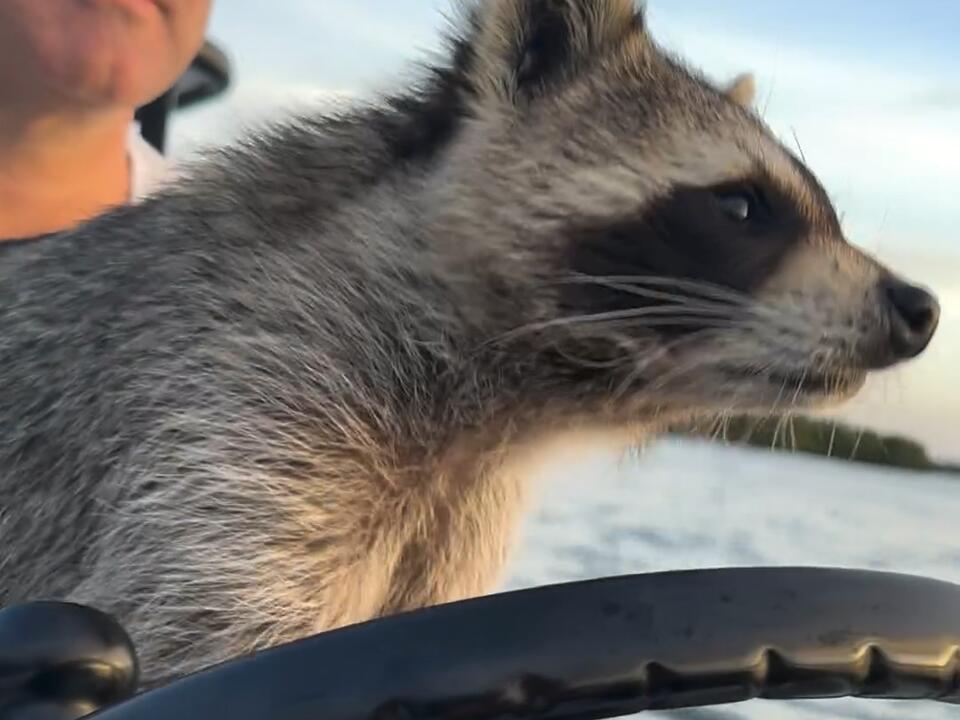 Sir, there’s a raccoon on your boat! Florida Raccoon Floridian 