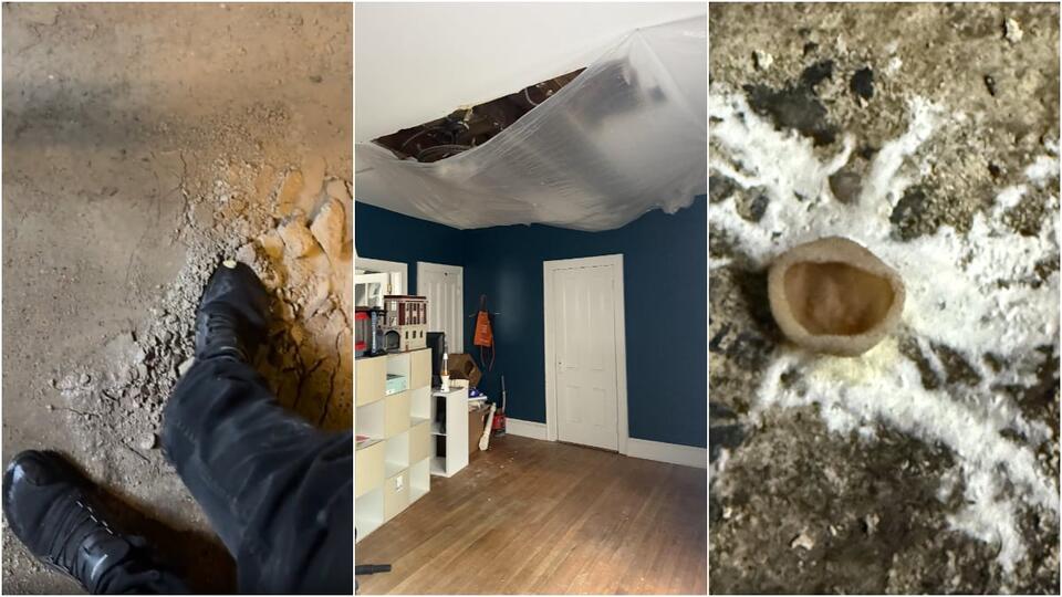 New York Slumlord from Hell Floods Tenant’s Room, Causes Mushrooms in ...