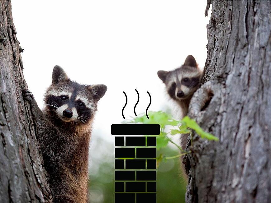 LOOK Two Young Raccoons Stuck in New York Chimney