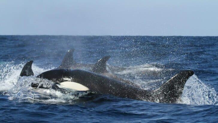 Killer Whales Have Culture, Accents, and Ruthless Hunting Tactics