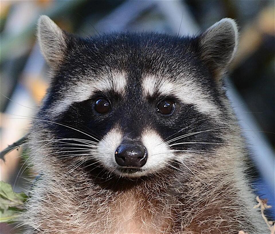 Is It Legal to Own a Raccoon in New York? Permits, Restrictions, and ...