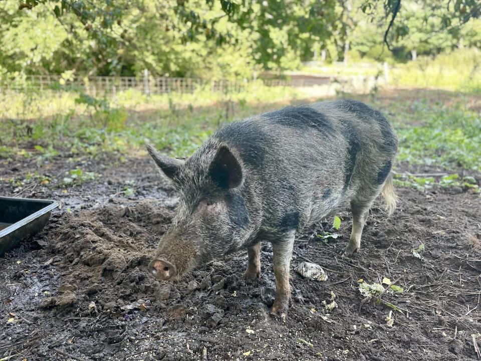 Snowdrop the Pig Is Found