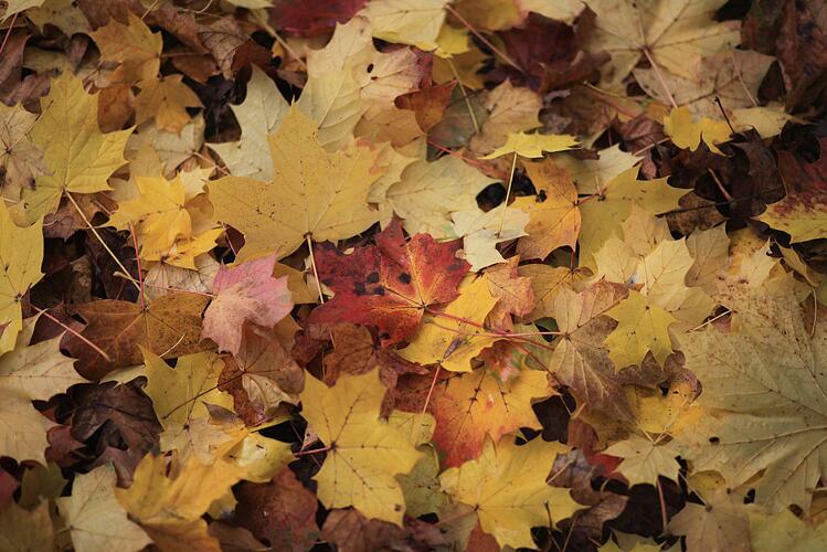 Lake Havasu 10 Day Weather Forecast Summary