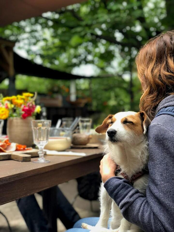 Dog-Friendly Venues Surge Across UK: Business Boost or Inclusivity ...