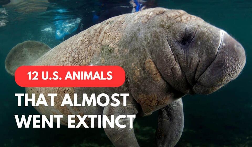 12 U.S. Animals That Have Bounced Back From the Brink of Extinction ...