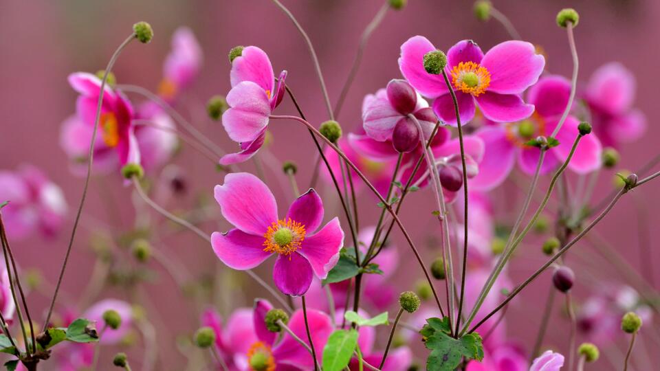 My Neighbor’s Garden Looks Even Better Now Than It Did All Summer – And It’s All Thanks To One Flower