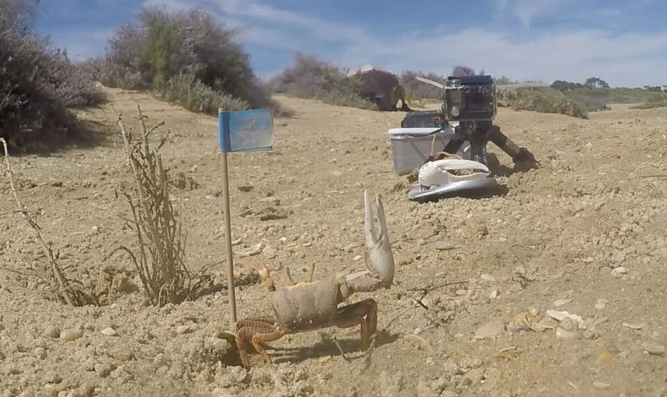 Robot crab called Wavy Dave helps scientists learn about crab mating ...