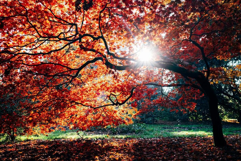 Here’s When Northern Illinois Should Hit Peak Fall Colors - NewsBreak