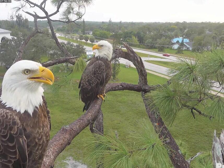 Southwest Florida Eagle Cam is back, livestreaming famous family