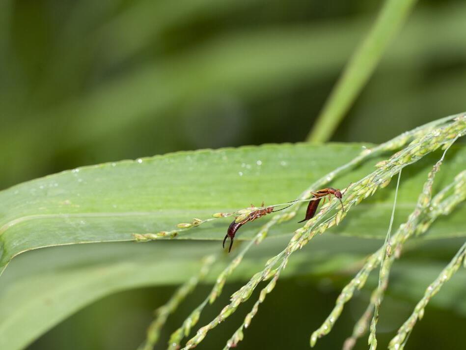 How to Get Rid of Earwigs — Expert Advice to Keep These Bugs Out of