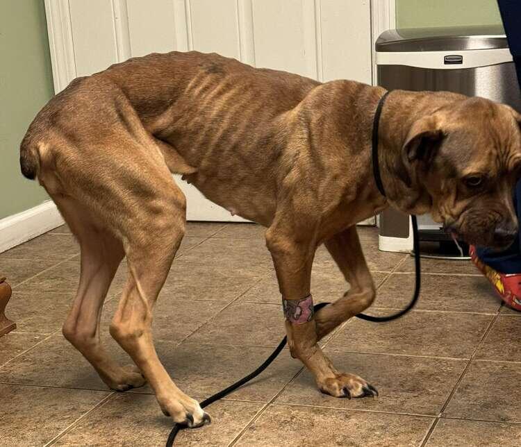 Emaciated dog in Woodbridge needs more than $7K of vet care, animal ...