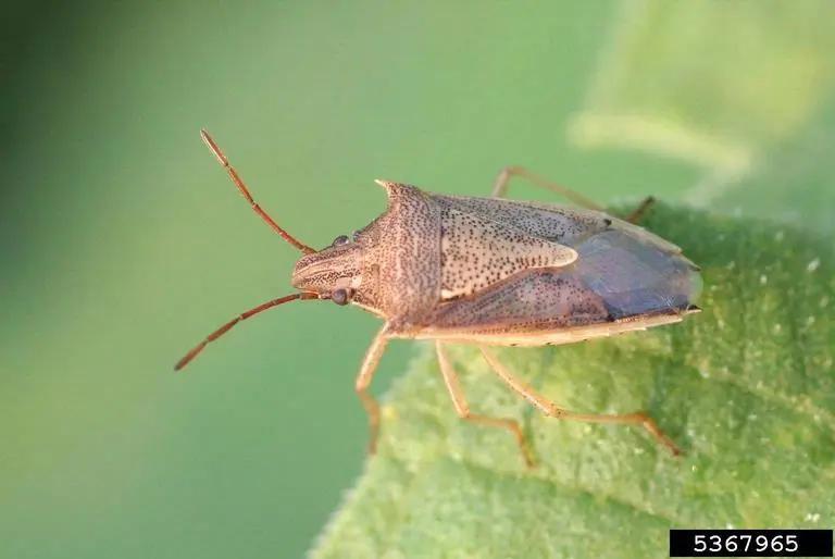 Rice stink bug genetic mapping offers clues to curb a costly crop pest ...