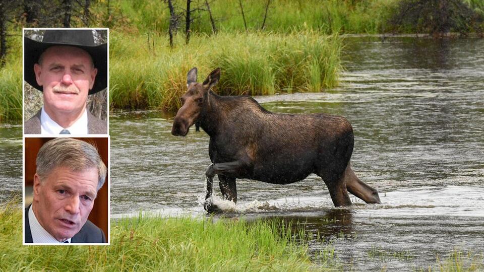 State Livestock Director Fires Brand Inspector After Guilty Plea In Moose Torture Case