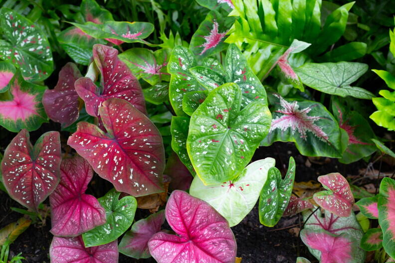 Something new is blooming in the Caladium Capital - NewsBreak