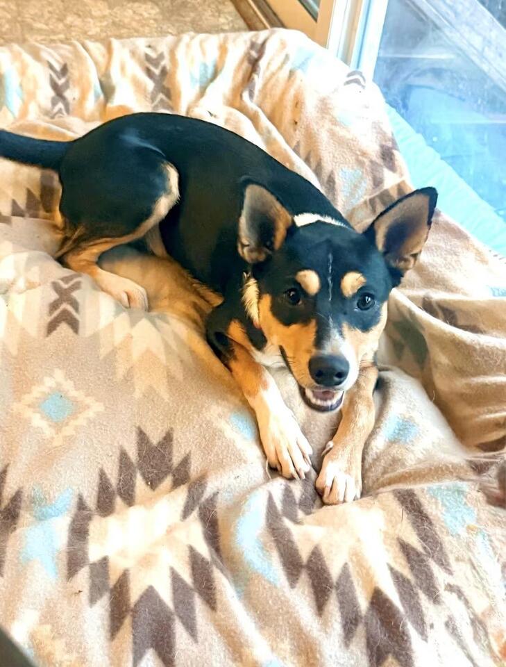 🐶 Playful Pups and a Unique Mix Ready for Adoption in Carlisle - NewsBreak