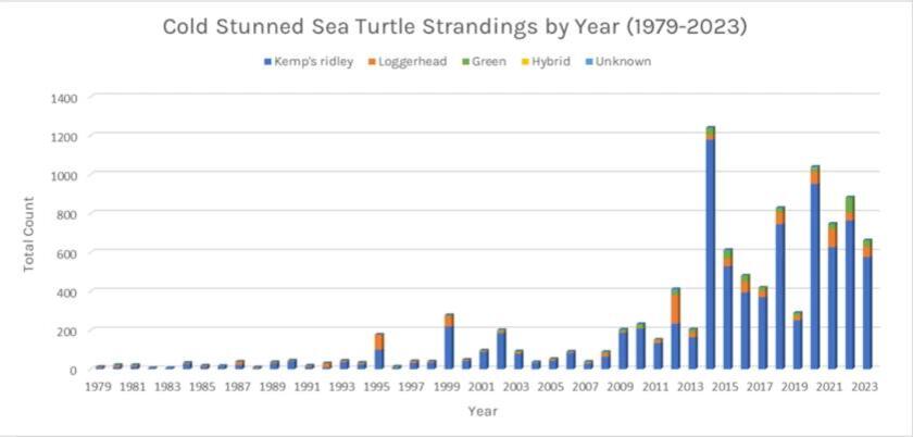 2024 marks fourth busiest season on record for Cape Cod sea turtle ...