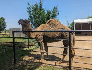 Man Killed By Camel