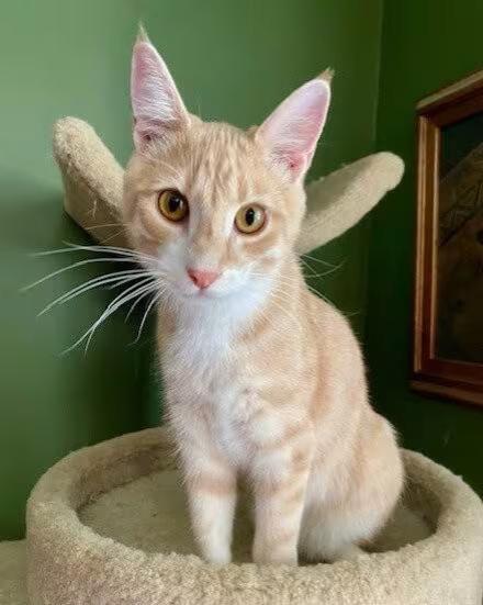 🐱 Playful Lenexa Cats Ready for Adoption at Kitty City - NewsBreak