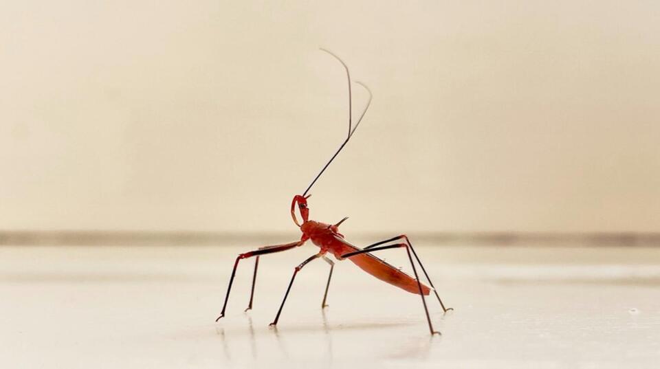 Missouri Faces Growing Danger From Deadly Kissing Bug Disease - NewsBreak