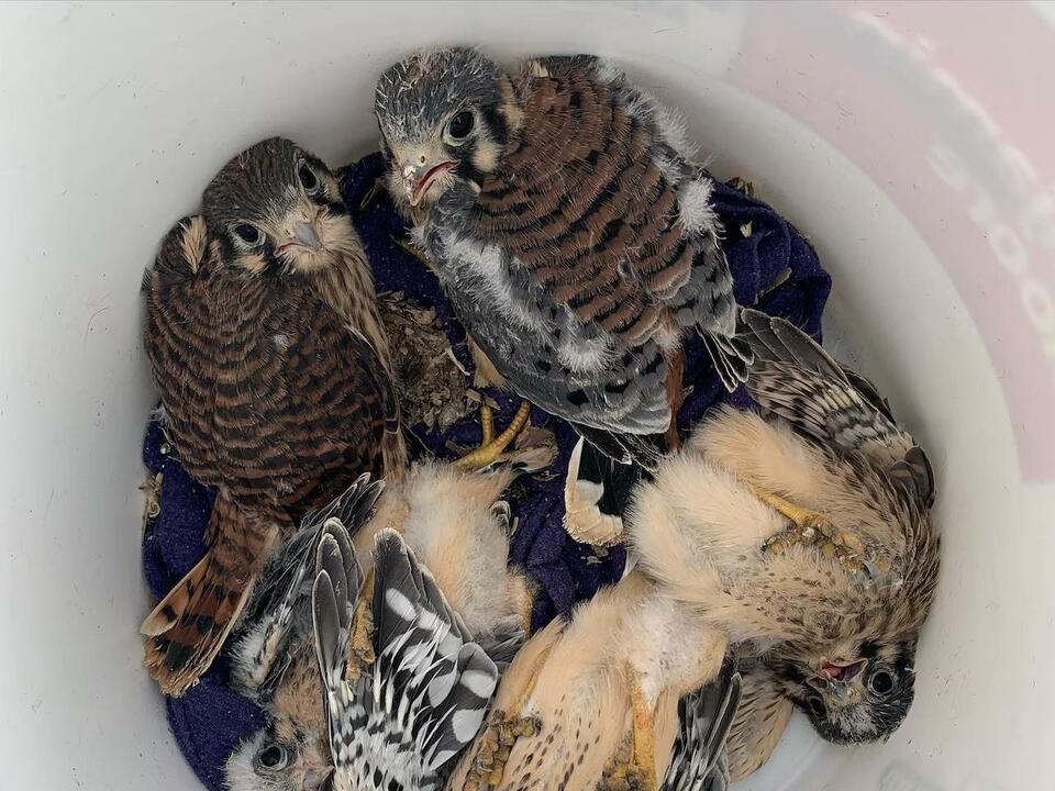 Allen Bird Club hosts talk on increasing American kestrel population