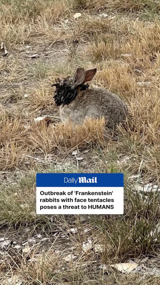 More 'Frankenstein' rabbits are appearing across the US, sparking fears ...