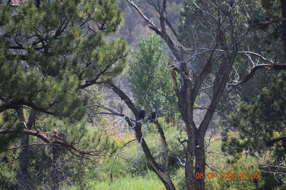 Aspen Glen eagle buffer zone hearing postponed - NewsBreak