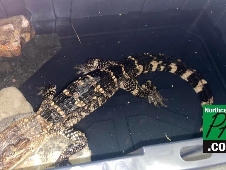 Alligatorlike reptile discovered in Pennsylvania park
