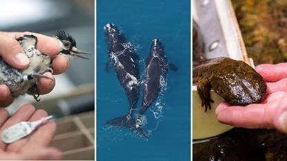 How Trump's gutting of the Endangered Species Act could hurt three iconic Georgia species