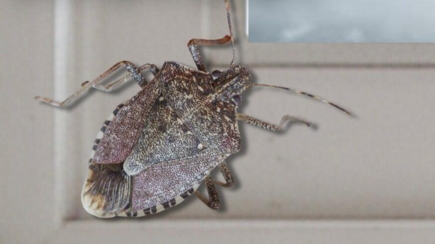 Why Your Home Is Full of Stink Bugs Right Now (And What's Coming This ...