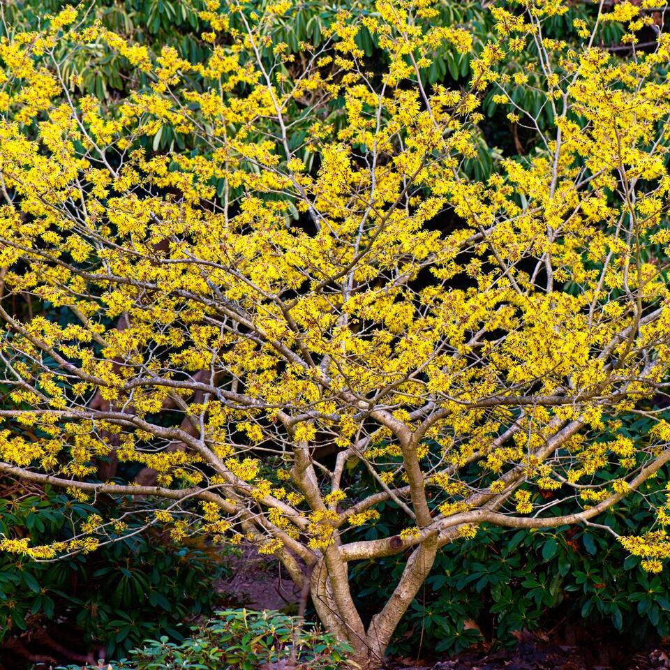 As a Tree Expert, I Know These 11 Trees Shine in Winter – From Textured ...