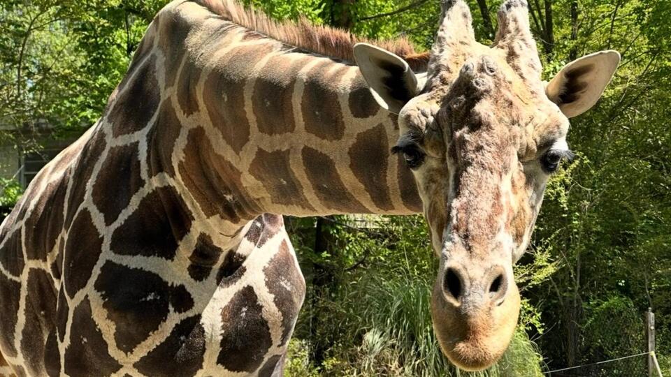 Birmingham Zoo mourns loss of beloved giraffe Jalil - NewsBreak