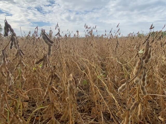 Ohio farmers facing drought conditions and lower crop yields - NewsBreak