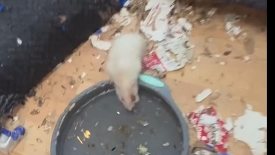 Long Island woman arrested after nearly 1,000 rats found in Rocky Point ...