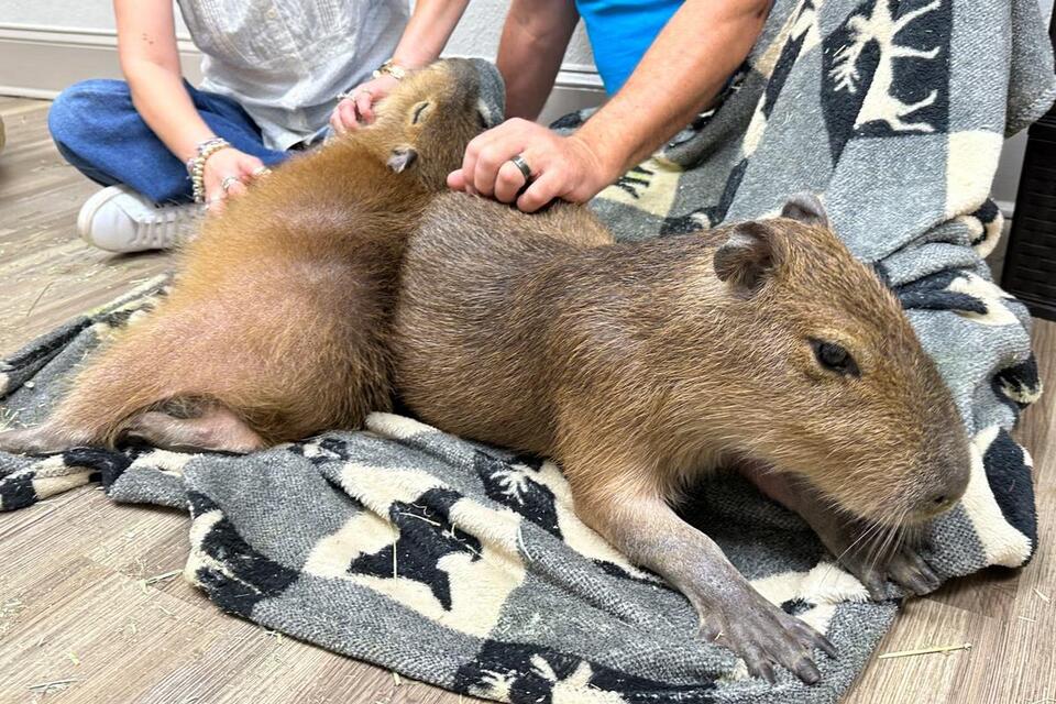 Happy Capybaras