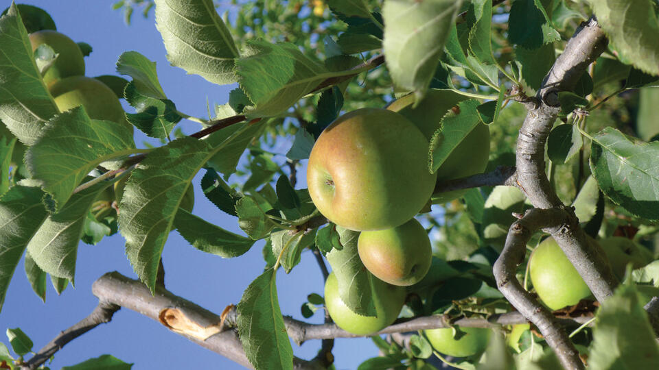 Experts suggest pruning fruit trees in mid-winter - NewsBreak