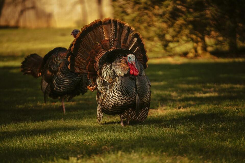 Here's How to Cook Your Thanksgiving Turkey Like a True Texan - NewsBreak