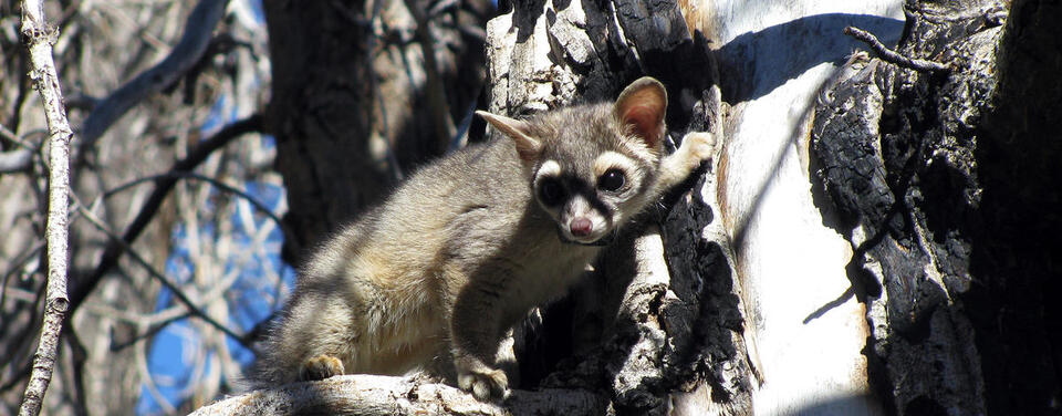 Ringtails expand into Idaho