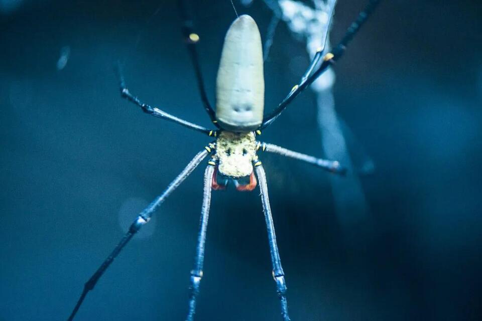 10 Giant Spiders in Oregon: Identify the Largest Species in Your Area ...