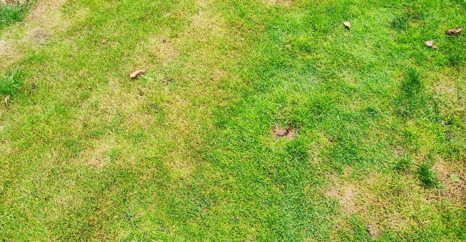 Your Ohio Lawn Looks Terrible After Summer – September Is Your Best Chance to Fix It