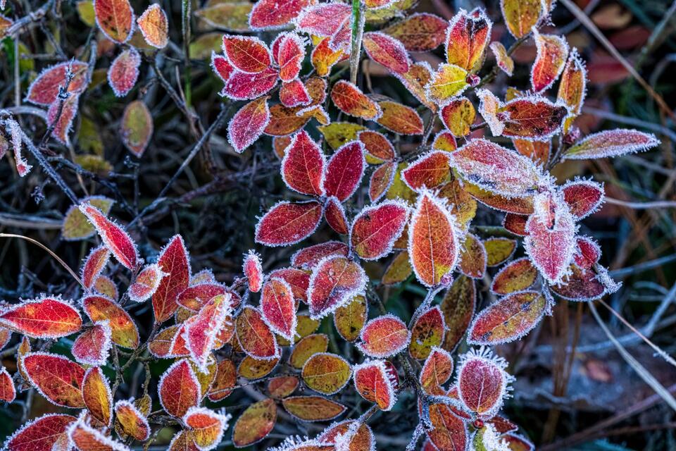 When Will We Get Our First Frost of Fall 2026? - NewsBreak