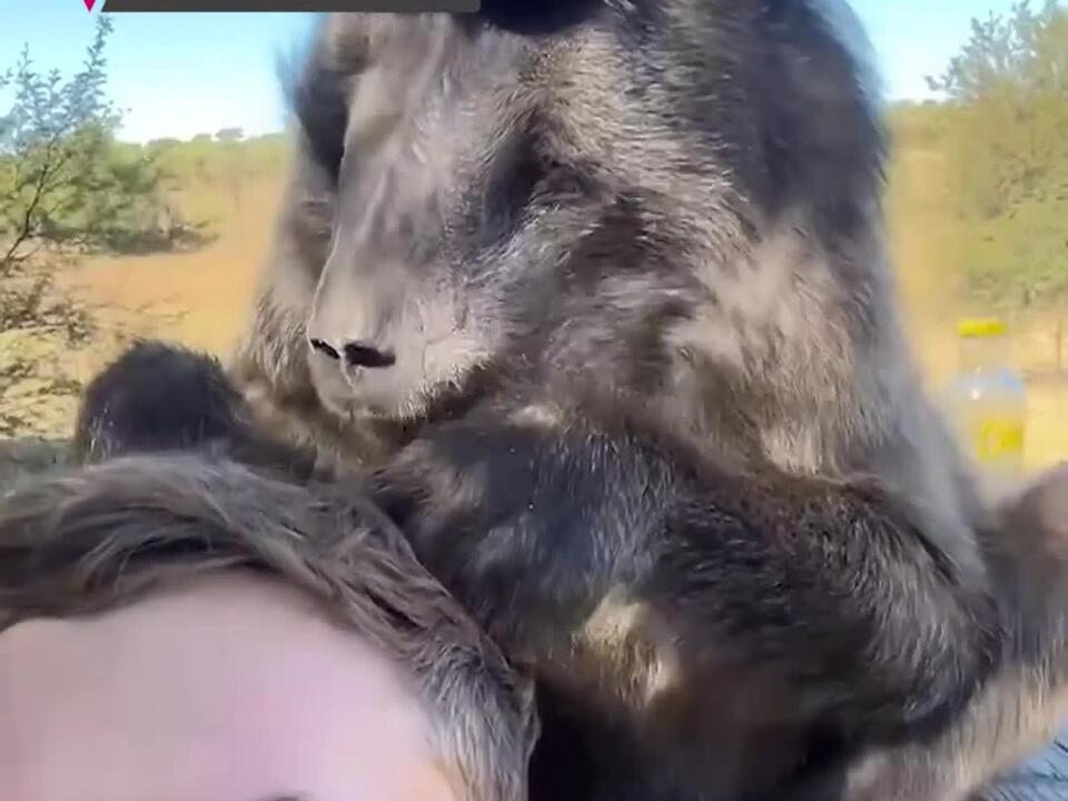 How to Meet Timon and Pumbaa IRL Get Wild