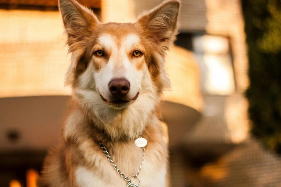 Maryland Dog Tag Laws: Licensing Rules, Fees, and Penalties by County ...