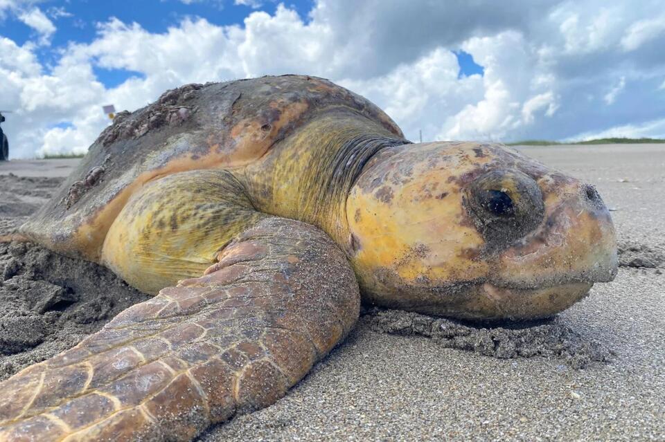 Oxbow offers free look at sea turtle conservation - NewsBreak
