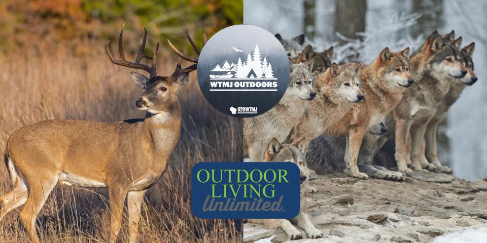 WTMJ Outdoors: The Case for Wolves in Wisconsin – 10-18-25 - NewsBreak