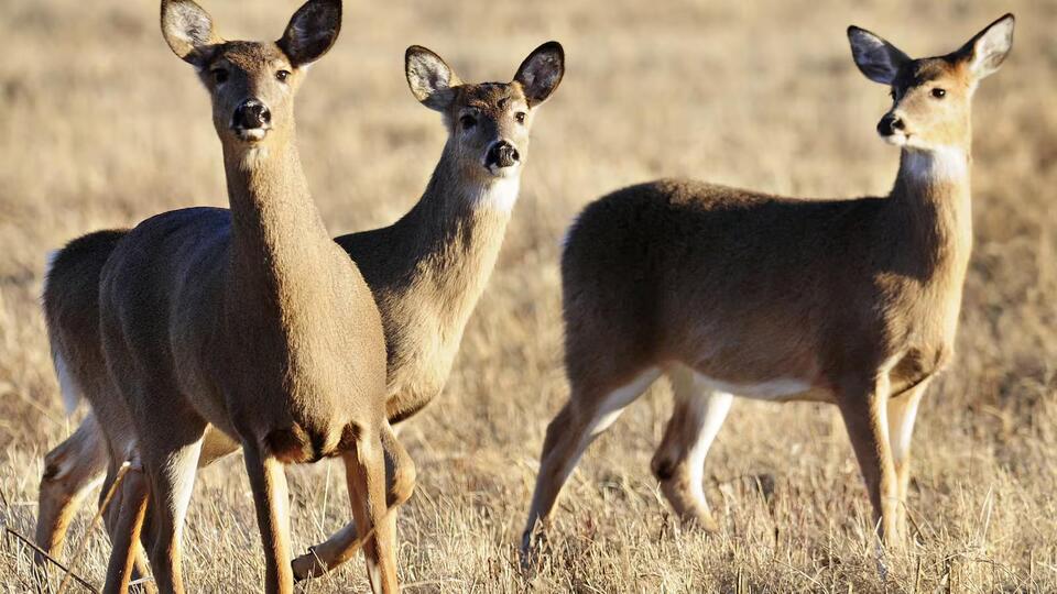 Putnam County Sheriff’s Office to hold hunter education courses in September