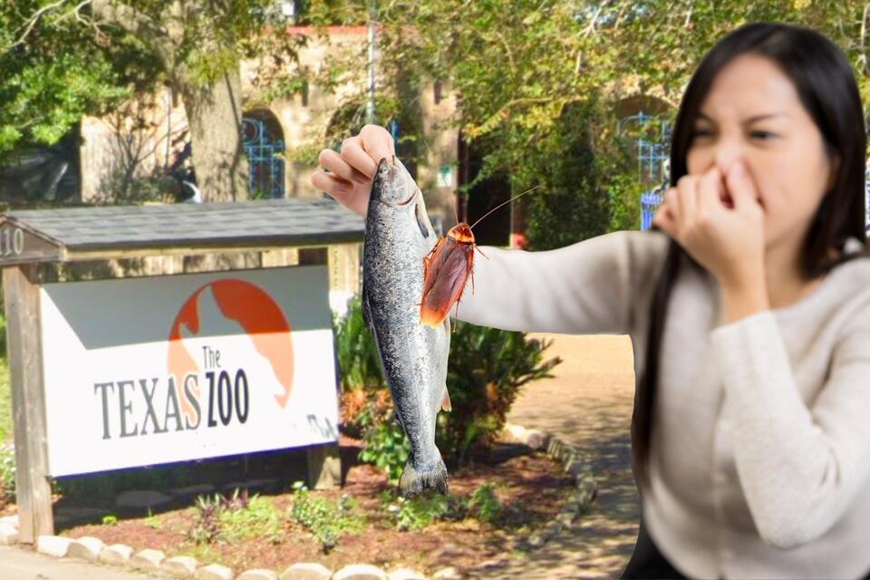Single on Valentine’s Day? Turn Your Ex Into a Stinky Fish - NewsBreak