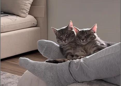 Cats Ash and Chorizo Rewrite the Rules of Cuddle Time in Viral Video ...