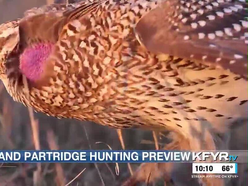 Update on grouse and partridge numbers in ND as hunting season approaches