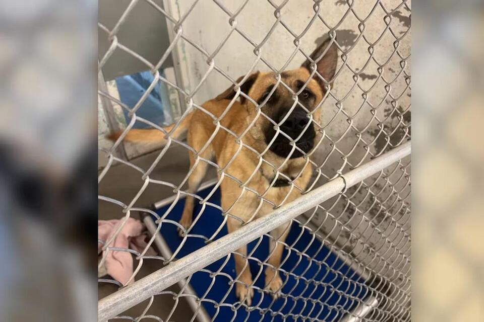 Five dogs euthanized following brutal attack of woman in southwest ...