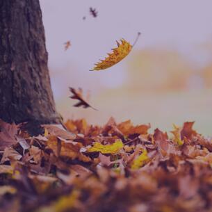 💰 Free Lombard leaf pickup Nov. 2–Dec. 11, 2026 - NewsBreak